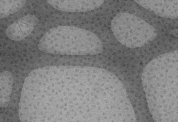 Agar graphene oxide support films developed in collaboration with the University of Warwick